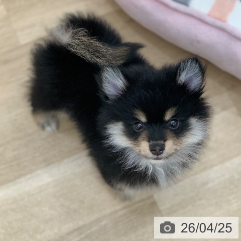 岐阜県のポメラニアン (ペットプラス 光ケ丘店/2026年2月19日生まれ/男の子/ブラックタン)の子犬の4枚目の画像
