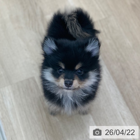 岐阜県のポメラニアン (ペットプラス 光ケ丘店/2026年2月19日生まれ/男の子/ブラックタン)の子犬の3枚目の画像