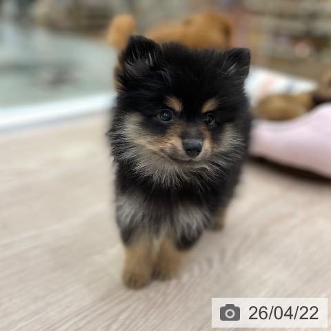 ポメラニアンの写真