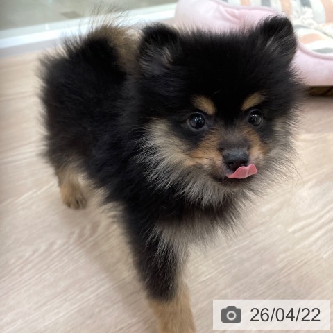 ポメラニアンの写真