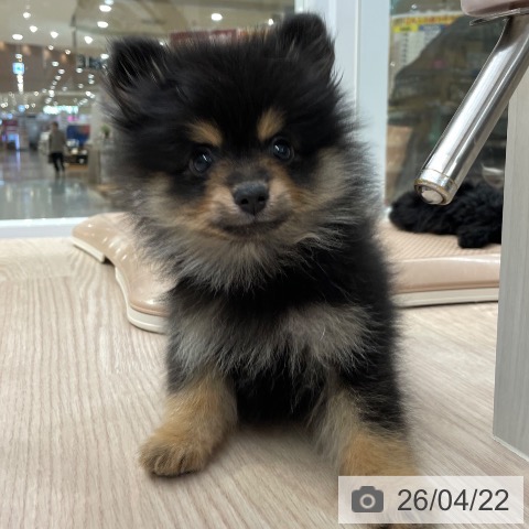 ポメラニアンの写真