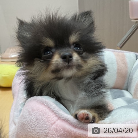 ポメラニアンの写真