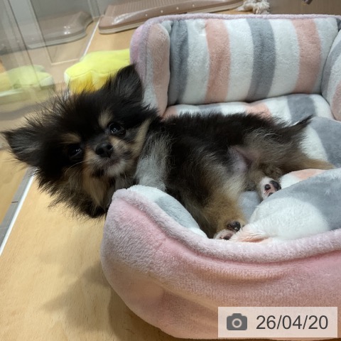 ポメラニアンの写真