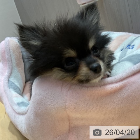 ポメラニアンの写真