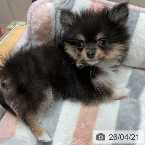 ポメラニアンの写真