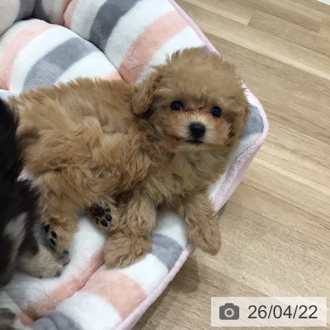 岐阜県のトイプードル(トイ) (ペットプラス 各務原店/2026年2月19日生まれ/男の子/オレンジフォーン)の子犬の3枚目の画像