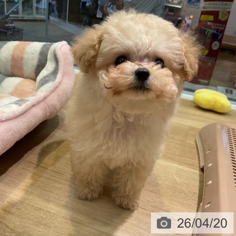 トイ・プードルの写真