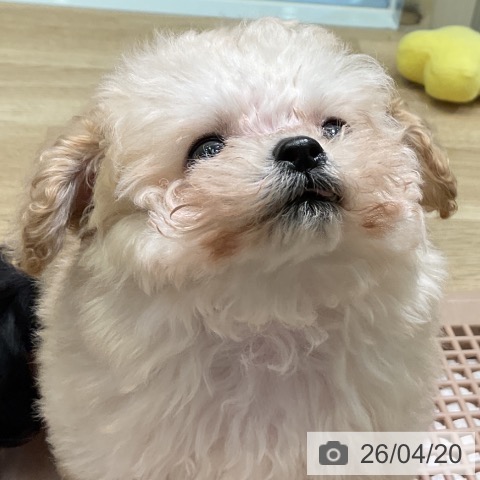 トイ・プードルの写真