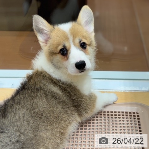 ウェルシュ・コーギー・ペンブロークの写真