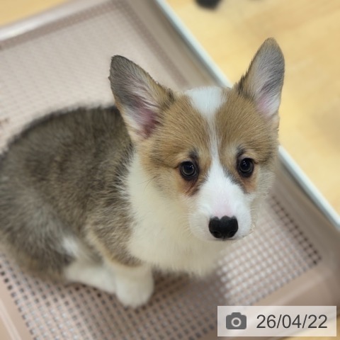 ウェルシュ・コーギー・ペンブロークの写真