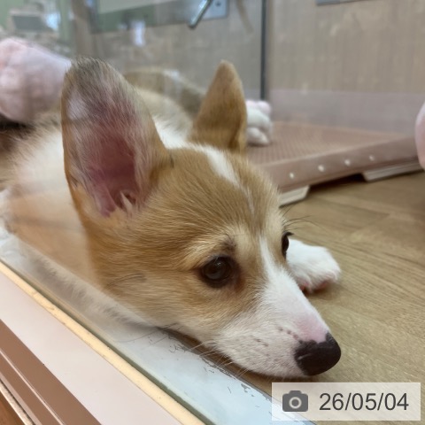 兵庫県のウェルシュコーギーペンブローク (ペットプラス 姫路大津店/2026年2月18日生まれ/女の子/セーブルホワイト)の子犬の4枚目の画像