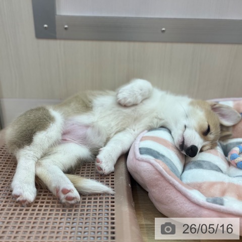 兵庫県のウェルシュコーギーペンブローク (ペットプラス 姫路大津店/2026年2月18日生まれ/女の子/セーブルホワイト)の子犬の3枚目の画像