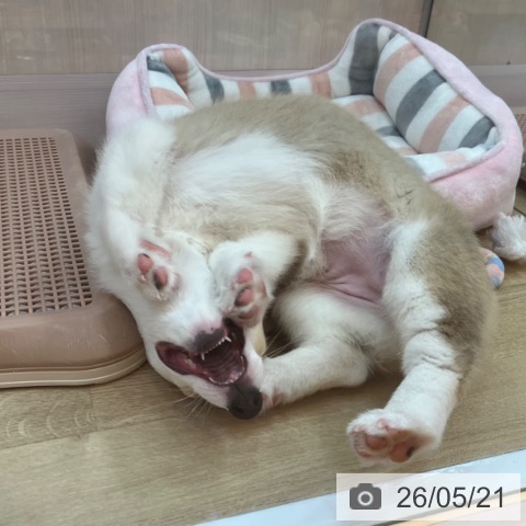 兵庫県のウェルシュコーギーペンブローク (ペットプラス 姫路大津店/2026年2月18日生まれ/女の子/セーブルホワイト)の子犬の3枚目の画像