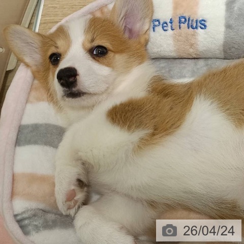 兵庫県のウェルシュコーギーペンブローク (ペットプラス 神戸三宮店/2026年2月18日生まれ/女の子/セーブルホワイト)の子犬の4枚目の画像