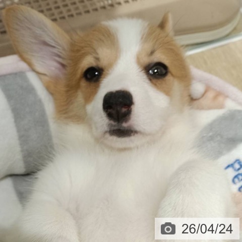 兵庫県のウェルシュコーギーペンブローク (ペットプラス 神戸三宮店/2026年2月18日生まれ/女の子/セーブルホワイト)の子犬の3枚目の画像