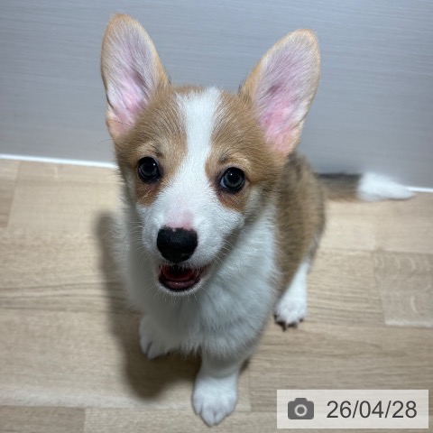 兵庫県のウェルシュコーギーペンブローク (ペットプラス 神戸三宮店/2026年2月18日生まれ/女の子/セーブルホワイト)の子犬の4枚目の画像