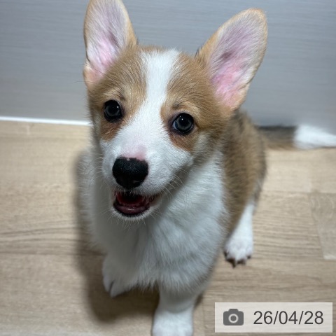 兵庫県のウェルシュコーギーペンブローク (ペットプラス 神戸三宮店/2026年2月18日生まれ/女の子/セーブルホワイト)の子犬の3枚目の画像