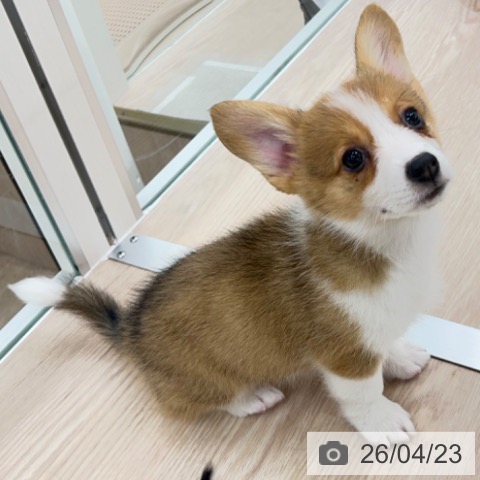 ウェルシュ・コーギー・ペンブロークの写真