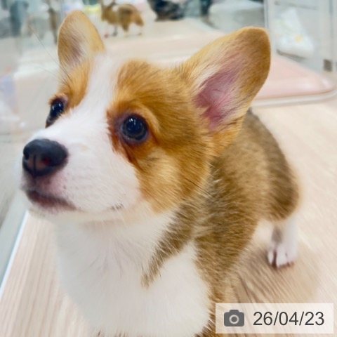 ウェルシュ・コーギー・ペンブロークの写真