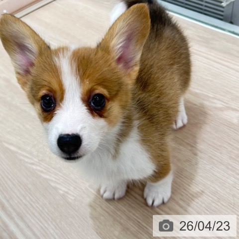 ウェルシュ・コーギー・ペンブロークの写真