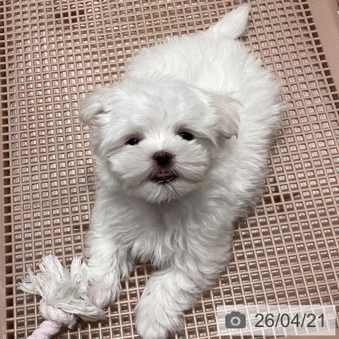 マルチーズの写真