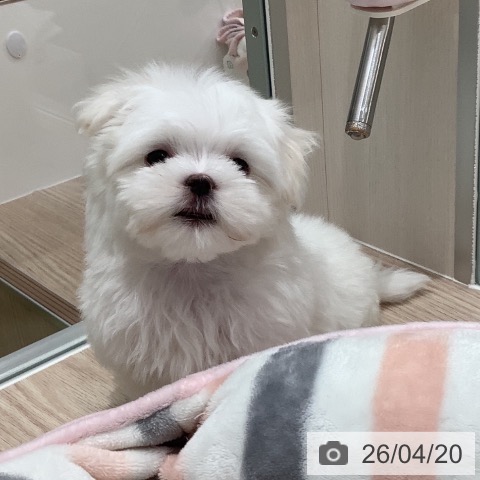 マルチーズの写真