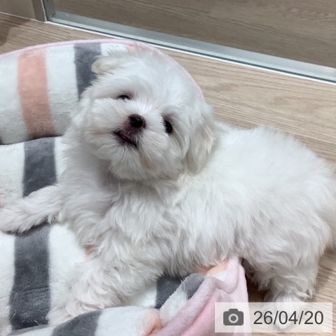 マルチーズの写真