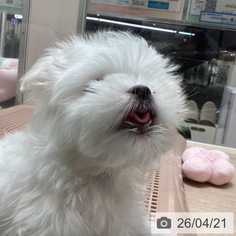 マルチーズの写真