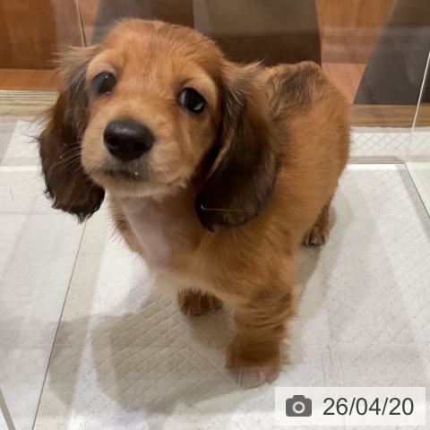 ミニチュア・ダックスフンドの写真