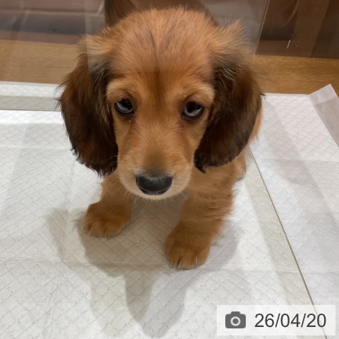 ミニチュア・ダックスフンドの写真