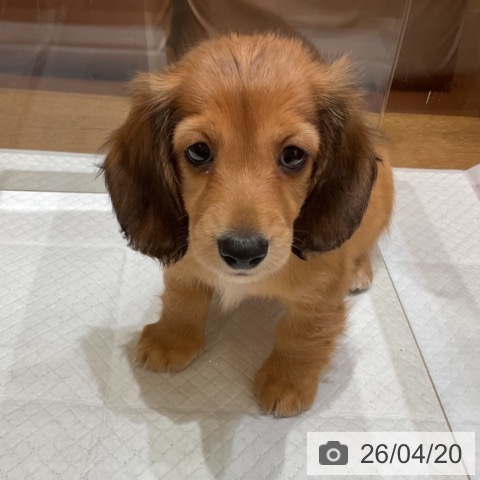 ミニチュア・ダックスフンドの写真