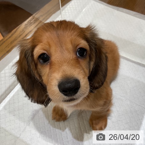 ミニチュア・ダックスフンドの写真