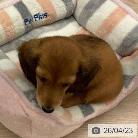 福井県のミニチュアダックスフンド(ロング) (ペットプラス 福井店/2026年2月18日生まれ/男の子/レッド)の子犬の3枚目の画像