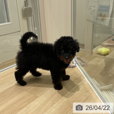 三重県のトイプードル(トイ) (ペットプラス 鈴鹿店/2026年2月15日生まれ/女の子/ブラックタン)の子犬の4枚目の画像