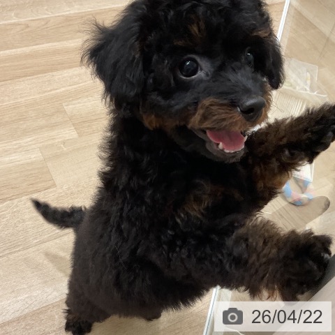 三重県のトイプードル(トイ) (ペットプラス 鈴鹿店/2026年2月15日生まれ/女の子/ブラックタン)の子犬の3枚目の画像