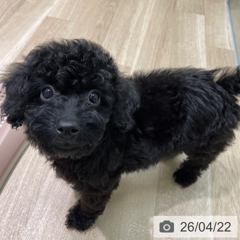 トイ・プードルの写真