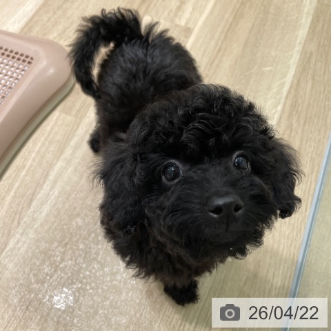 トイ・プードルの写真