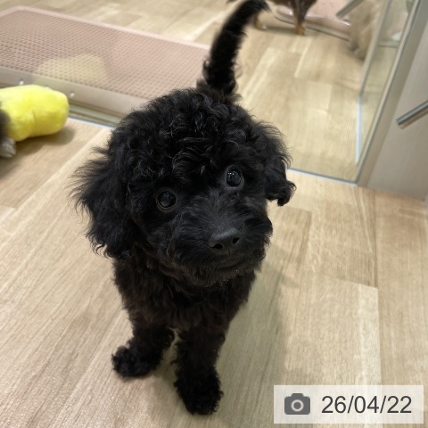 トイ・プードルの写真