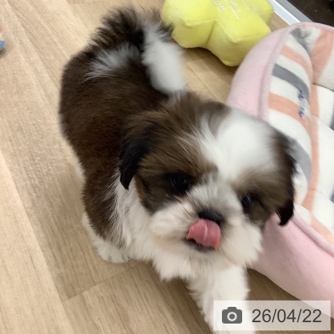 シー・ズーの写真