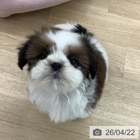 シー・ズーの写真