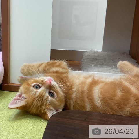 アメリカンショートヘアの写真