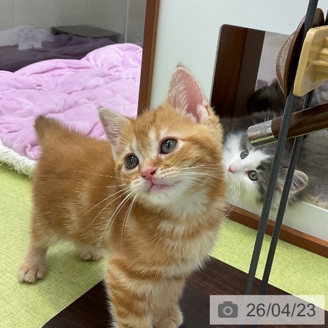 アメリカンショートヘアの写真