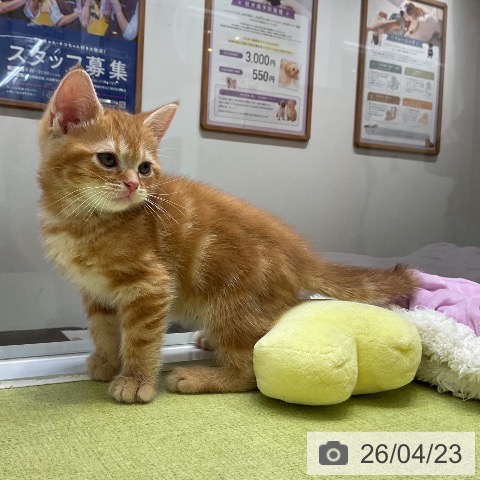 アメリカンショートヘアの写真