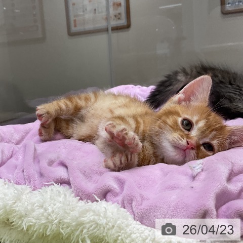 アメリカンショートヘアの写真