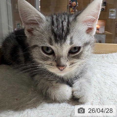 兵庫県のアメリカンショートヘアー (ペットプラス 神戸三宮店/2026年2月9日生まれ/男の子/シルバータビー)の子猫の4枚目の画像