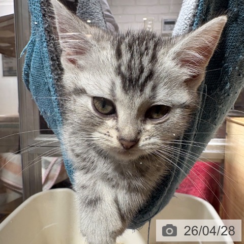 兵庫県のアメリカンショートヘアー (ペットプラス 神戸三宮店/2026年2月9日生まれ/男の子/シルバータビー)の子猫の3枚目の画像