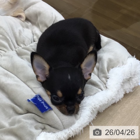 福島県のチワワ(ロング) (ペットプラス 福島店/2026年2月18日生まれ/男の子/ブラックタン)の子犬の4枚目の画像