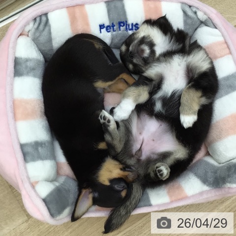 福島県のチワワ(ロング) (ペットプラス 福島店/2026年2月18日生まれ/男の子/ブラックタン)の子犬の3枚目の画像