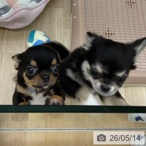 福島県のチワワ(ロング) (ペットプラス 福島店/2026年2月18日生まれ/男の子/ブラックタン)の子犬の3枚目の画像