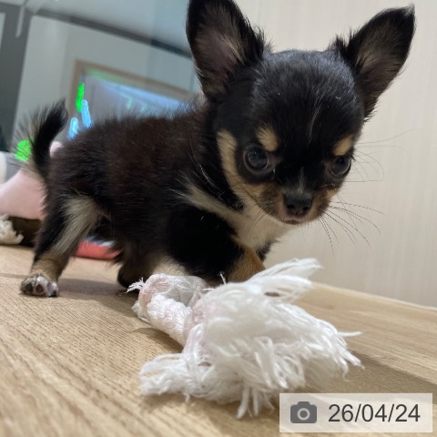 長野県のチワワ(ロング) (ペットプラス 須坂店/2026年2月18日生まれ/女の子/ブラックタン)の子犬の4枚目の画像